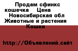 Продам сфинкс кошечка  › Цена ­ 5 000 - Новосибирская обл. Животные и растения » Кошки   